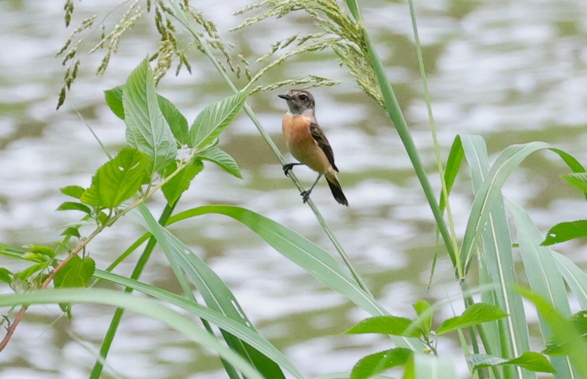 Amur Stonechat - ML646449888