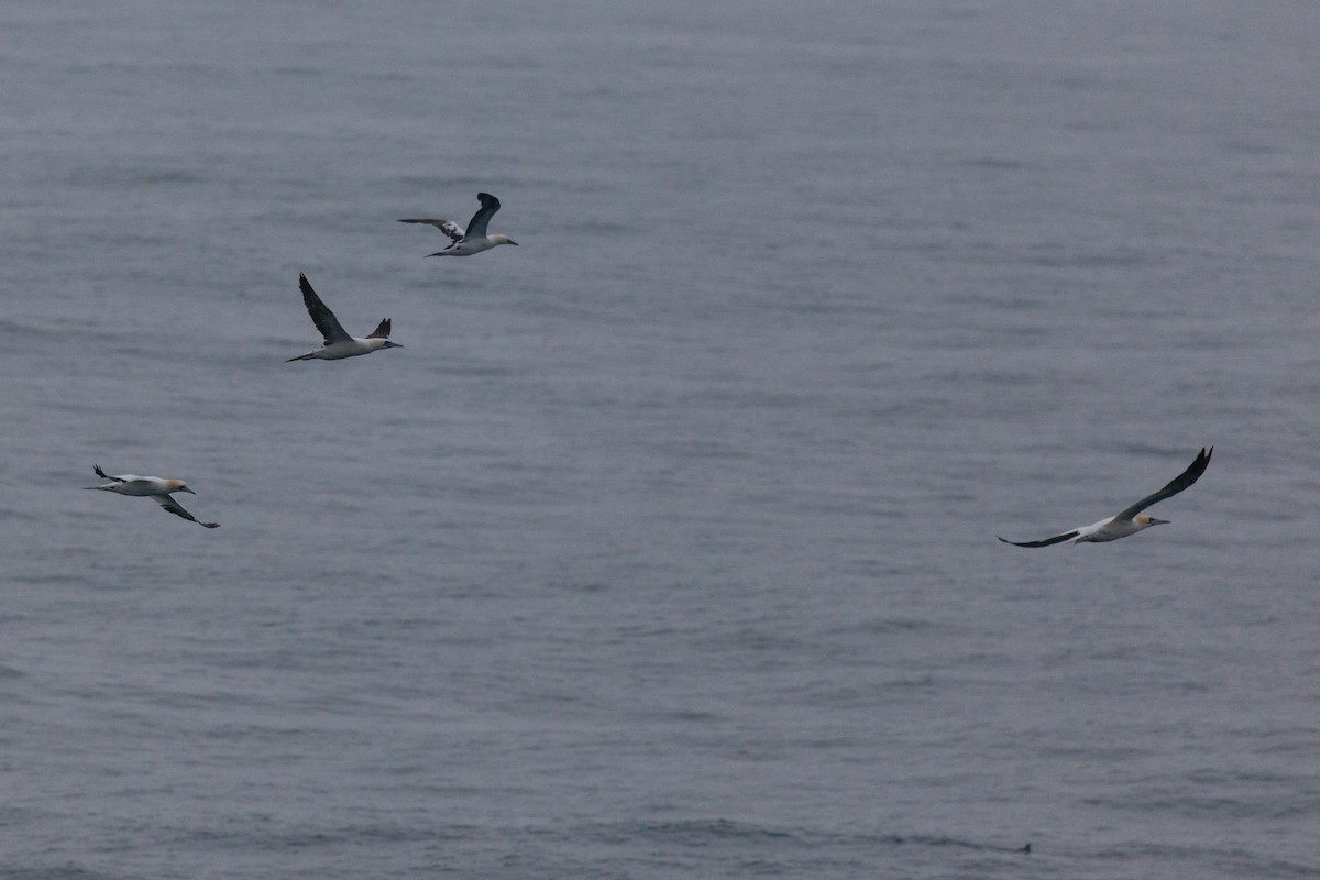 Northern Gannet - ML646449890