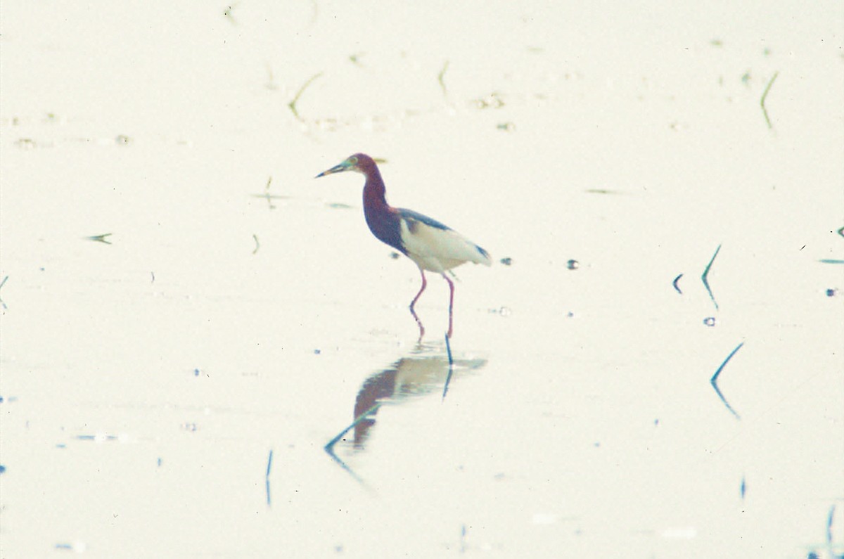 Chinese Pond-Heron - ML646449892
