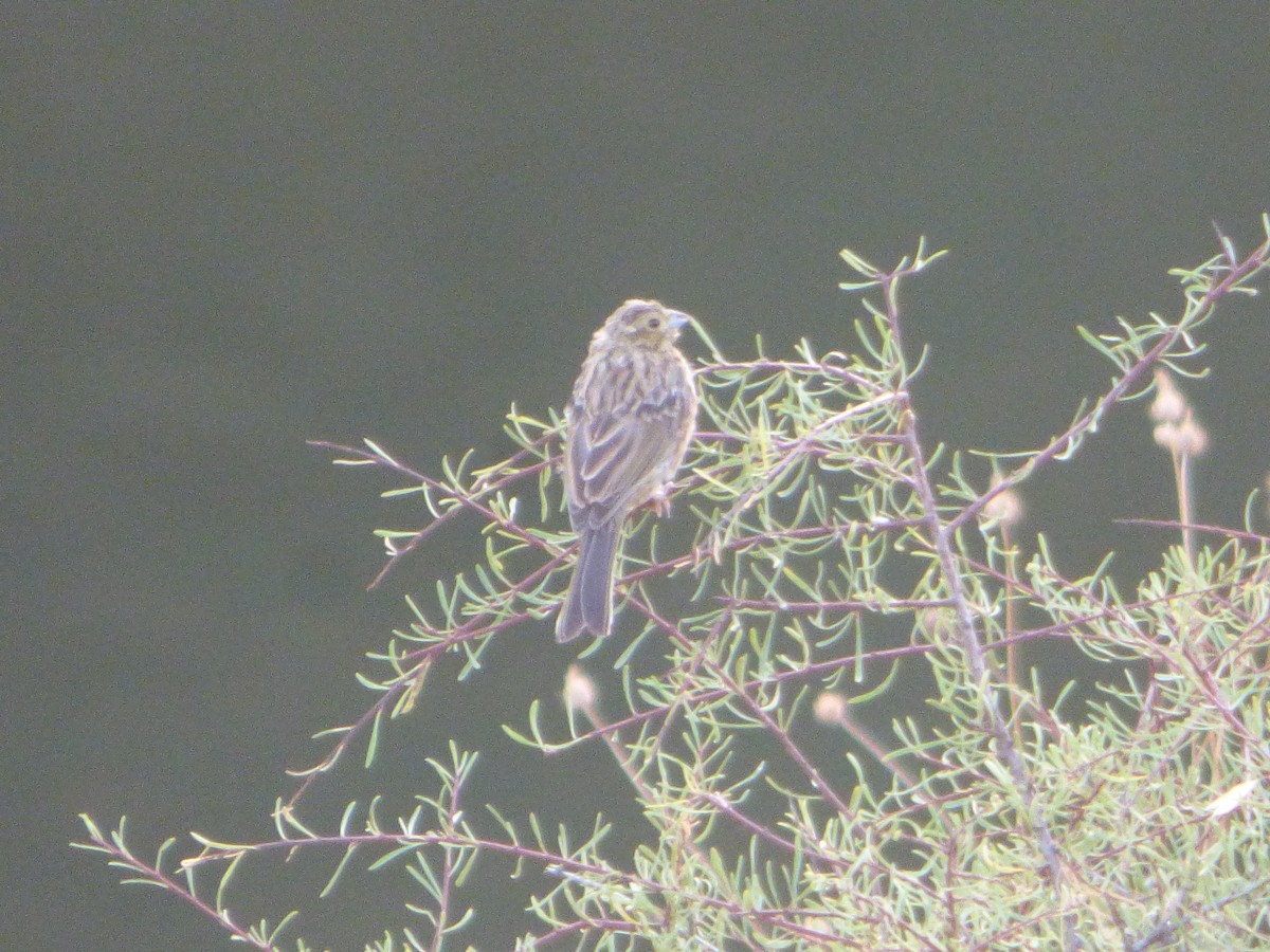 Cirl Bunting - ML646449894