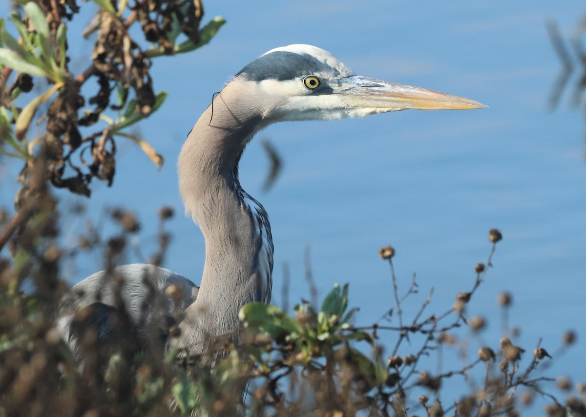 Great Blue Heron - ML646449895