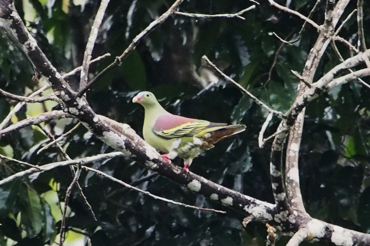 holub indomalajský - ML646449896