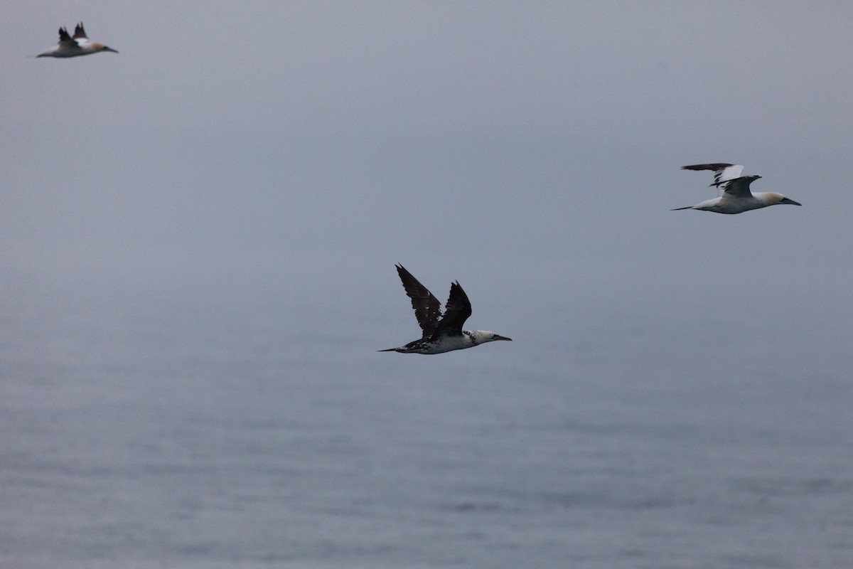 סולה מצויה - ML646449897