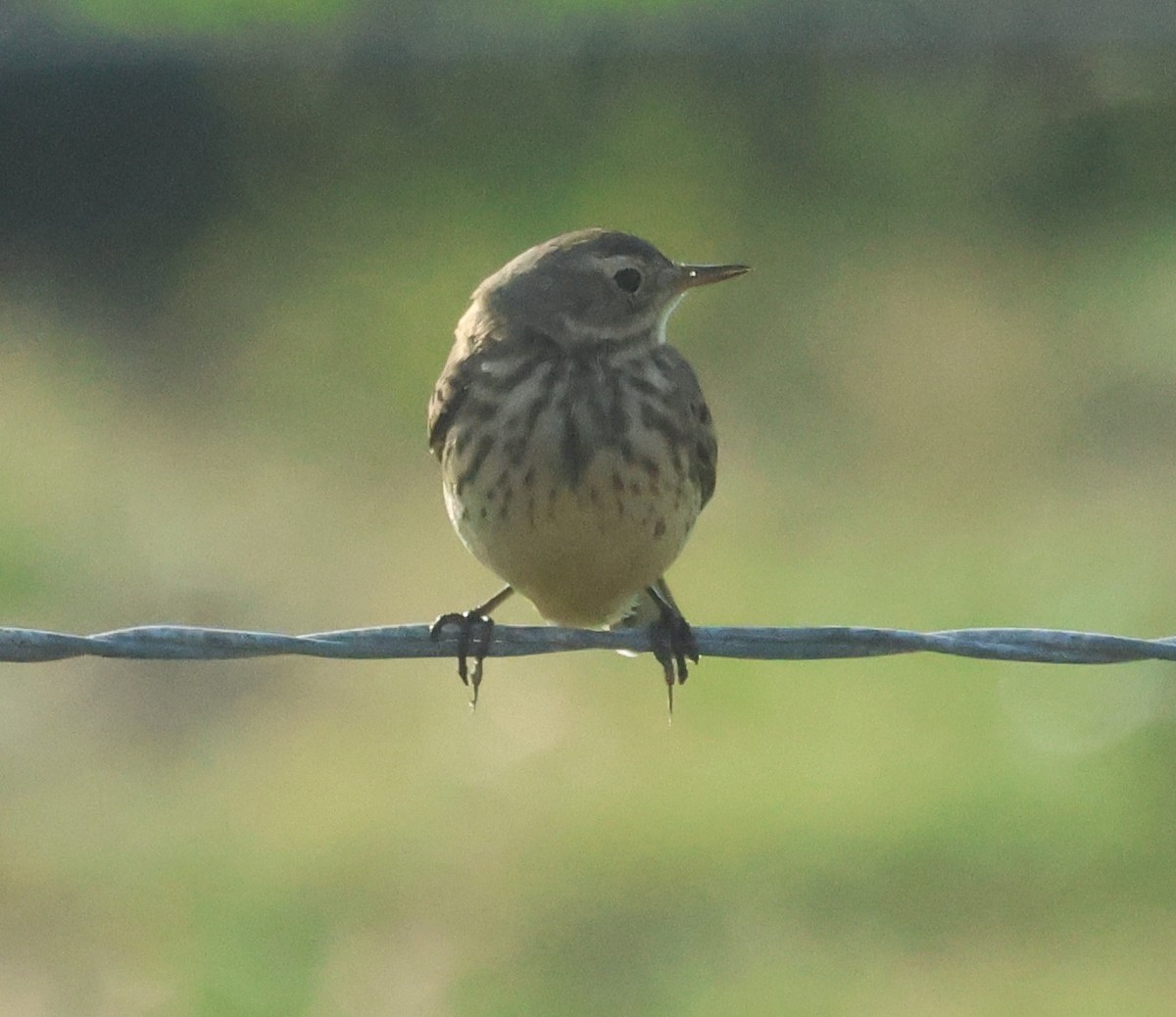 American Pipit - ML646449898
