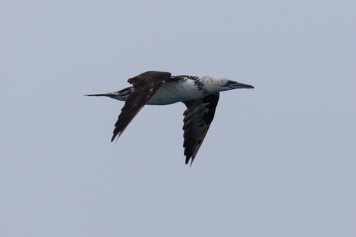 סולה מצויה - ML646449900