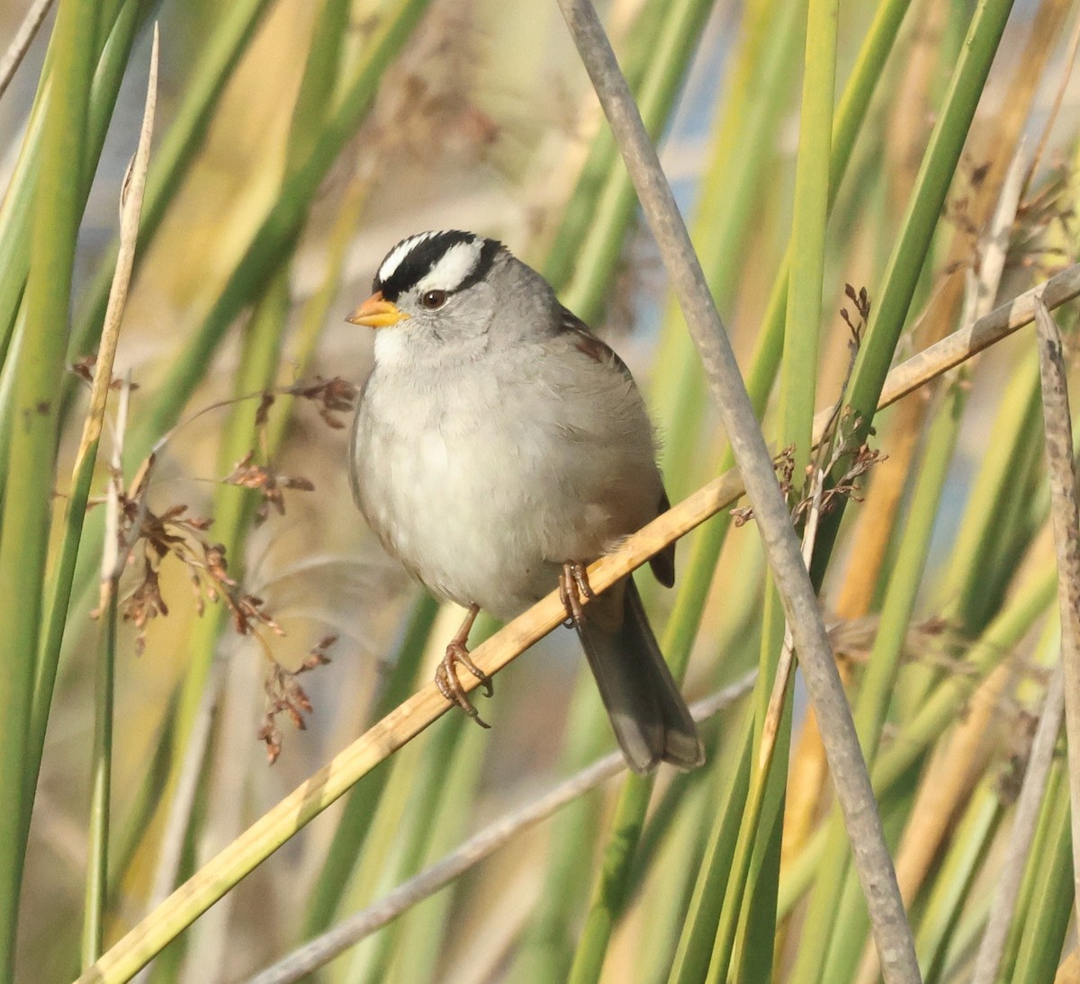 White-crowned Sparrow - ML646449916
