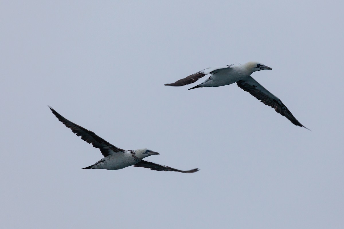 סולה מצויה - ML646449918