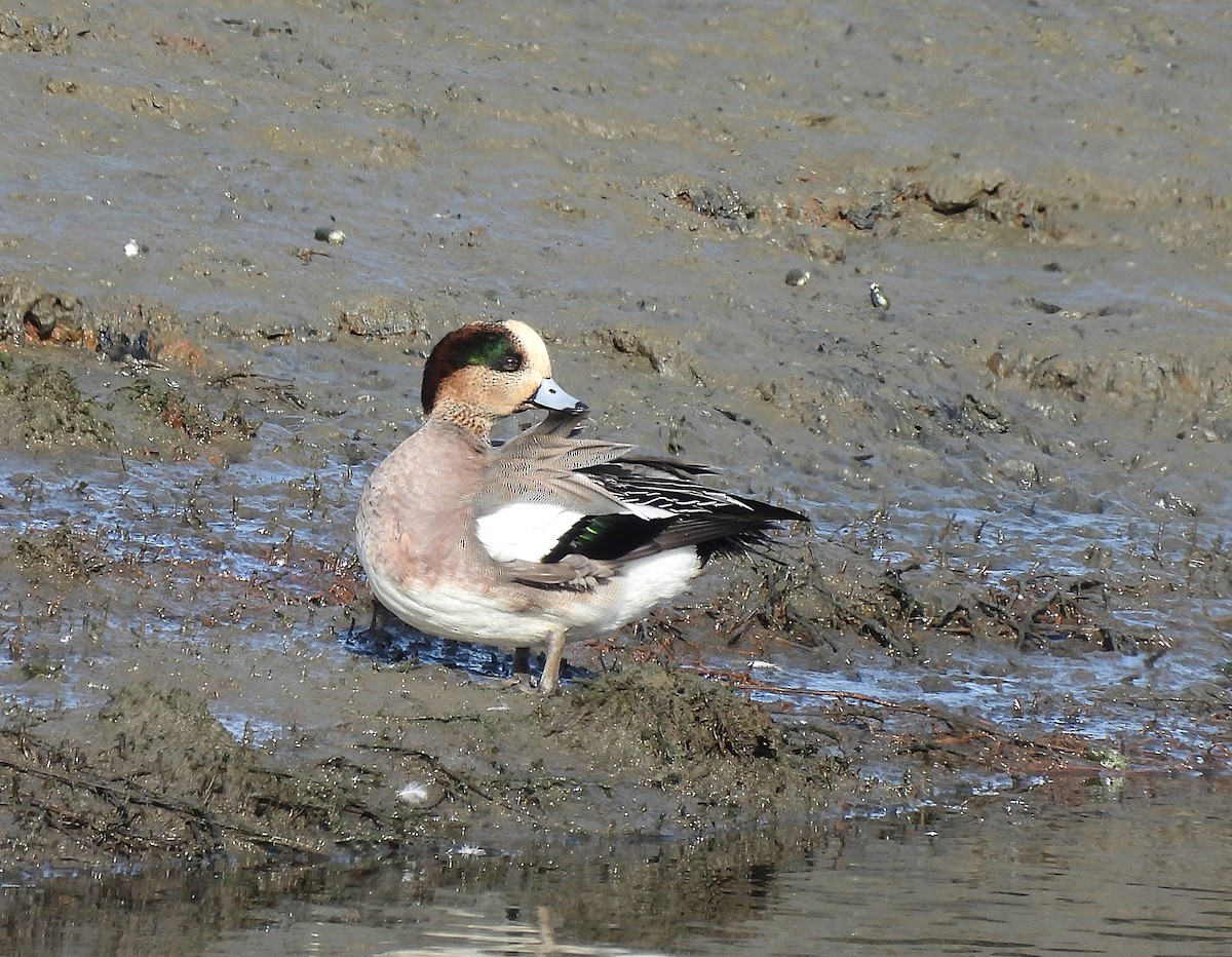 Eurasian x American Wigeon (hybrid) - ML646449920