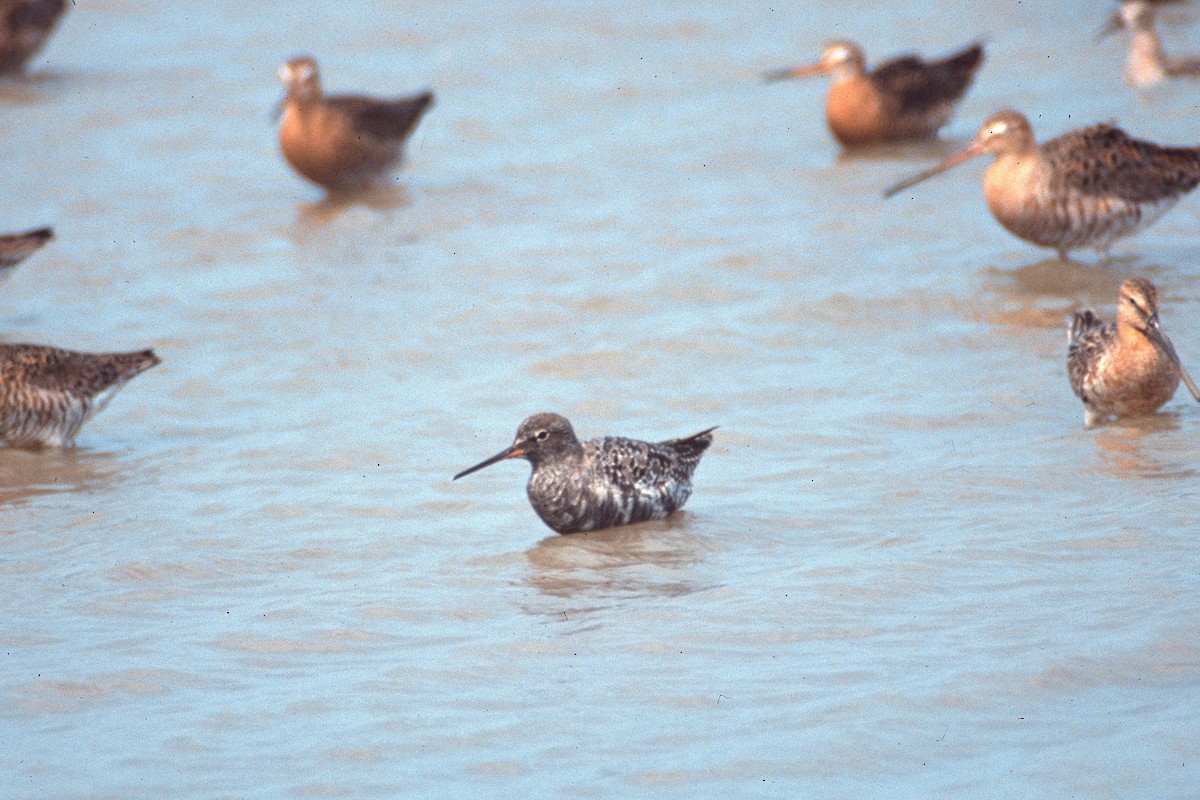 ביצנית אדומת-רגל - ML646449921