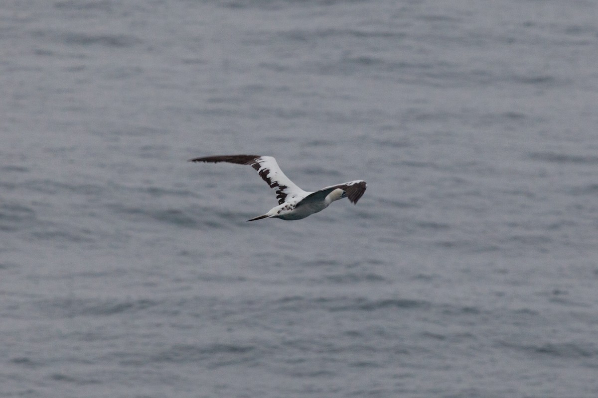 סולה מצויה - ML646449922