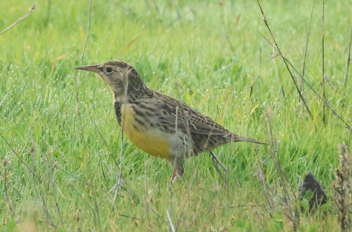 Western Meadowlark - ML646449923