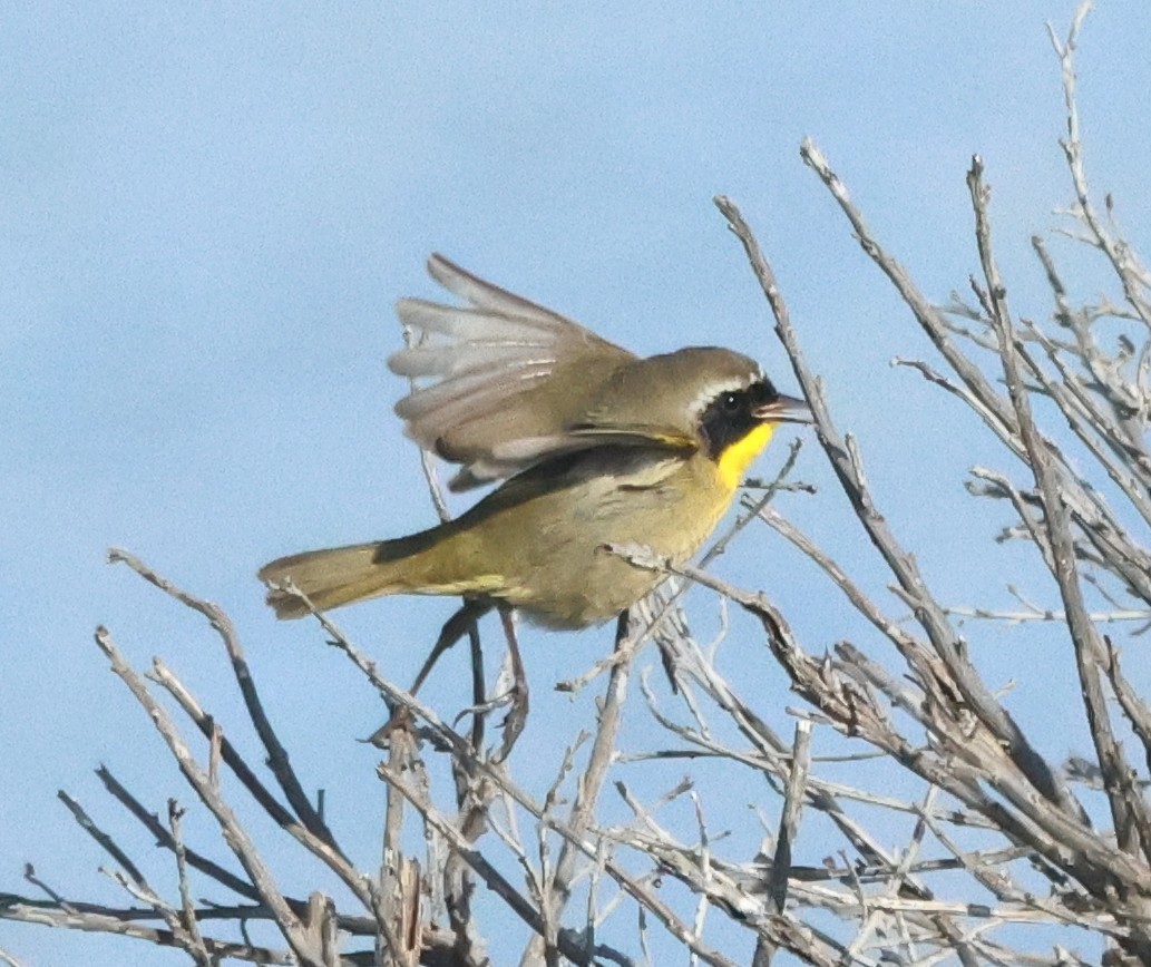 Common Yellowthroat - ML646449932