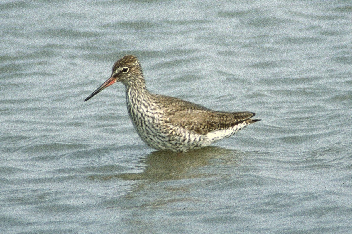 ביצנית לבנת-כנף - ML646449933