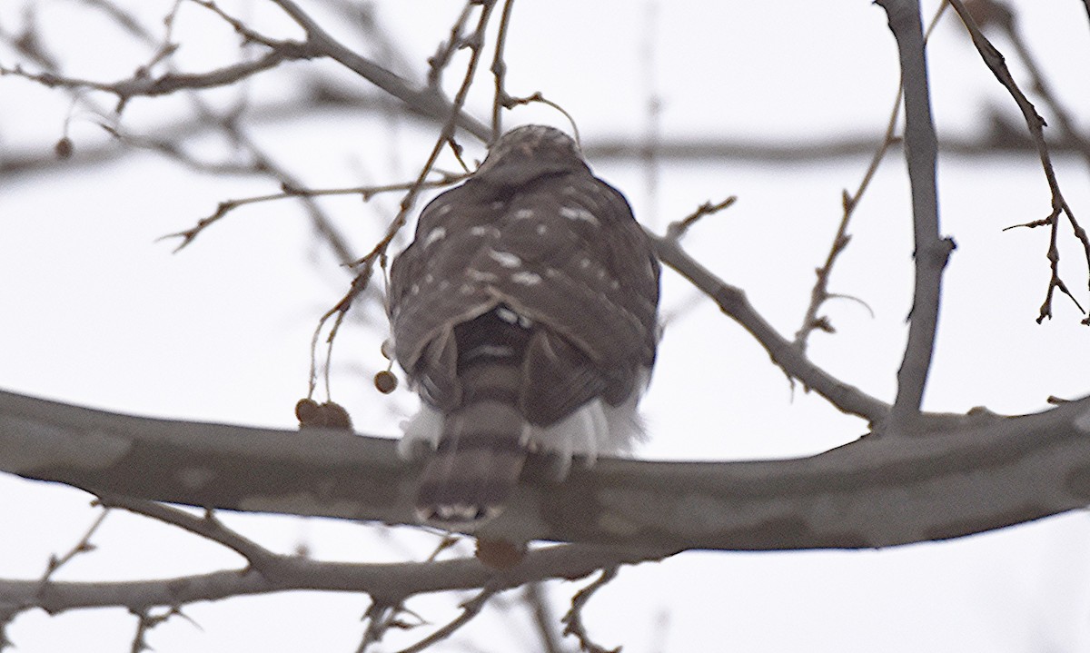 Cooper's Hawk - ML646449934