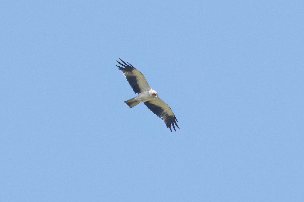 Booted Eagle - ML646449935