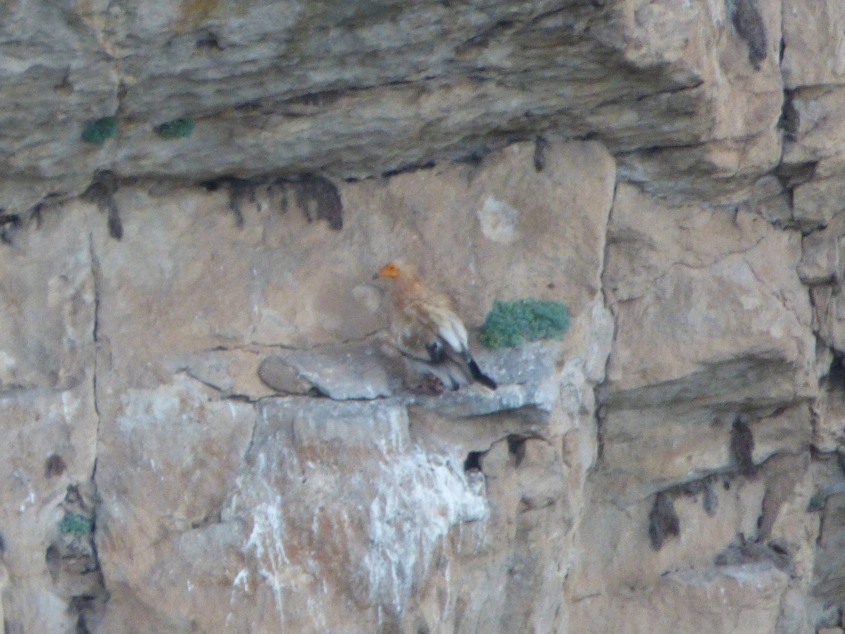 Egyptian Vulture - ML646449936