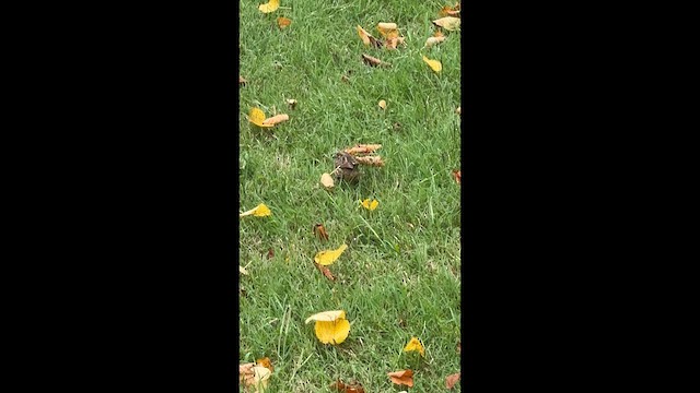 Багновець гострохвостий - ML646449943