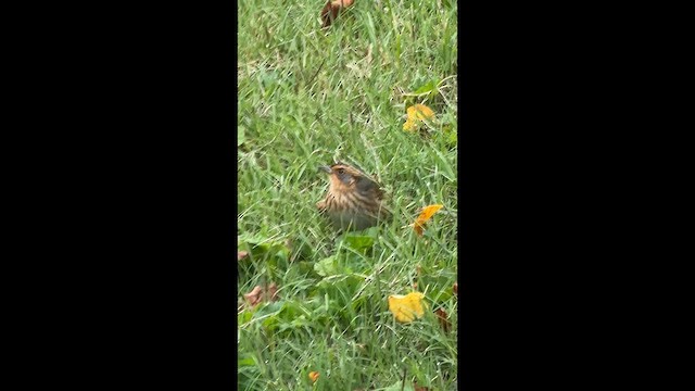 Багновець гострохвостий - ML646449944