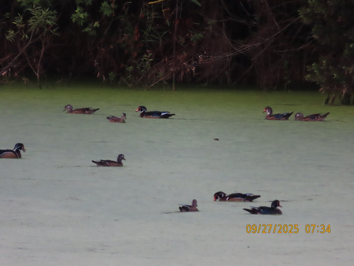 Wood Duck - ML646449945