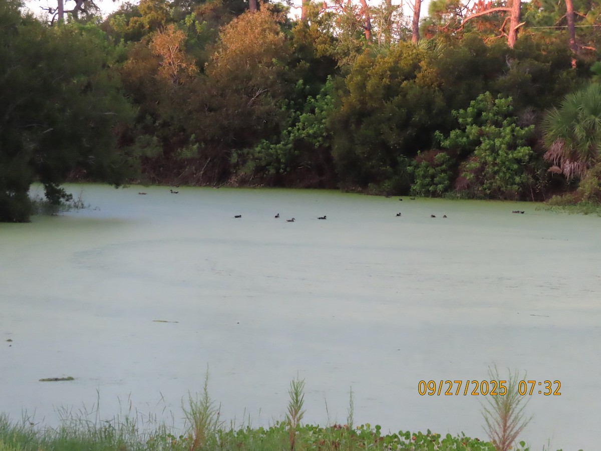 Wood Duck - ML646449946