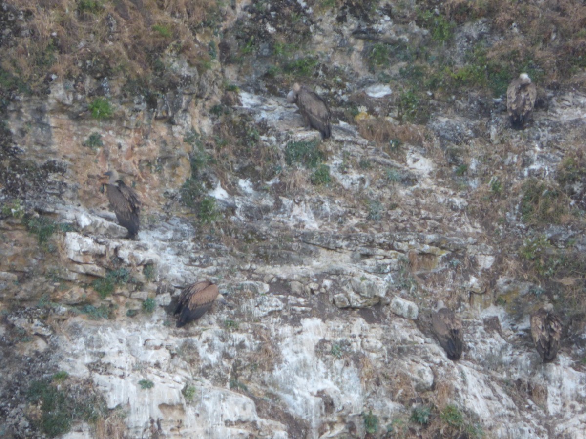 Eurasian Griffon - ML646449947