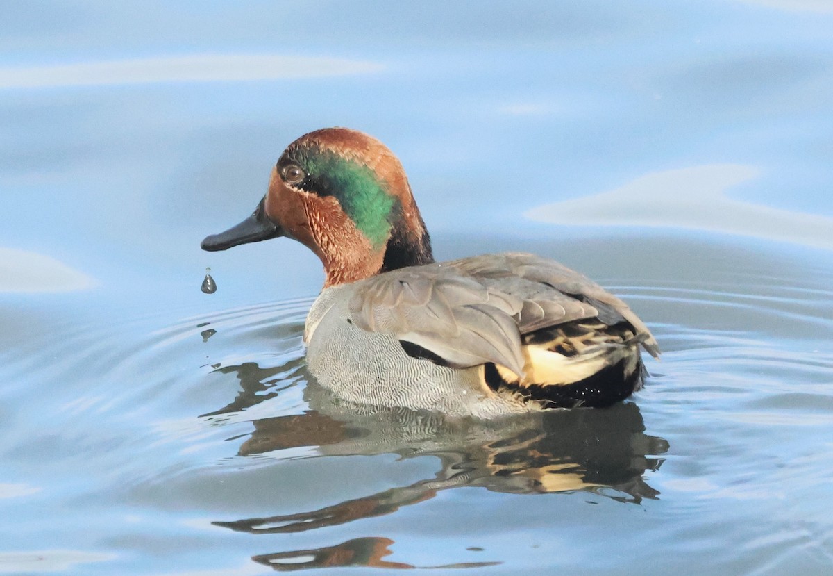 Green-winged Teal - ML646449949