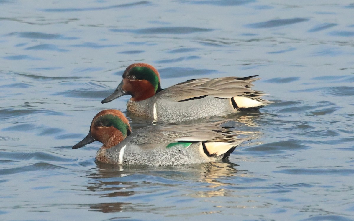 Green-winged Teal - ML646449950