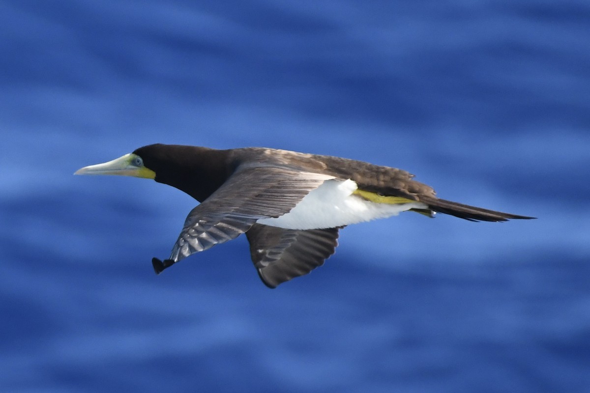 Brown Booby - ML646449953