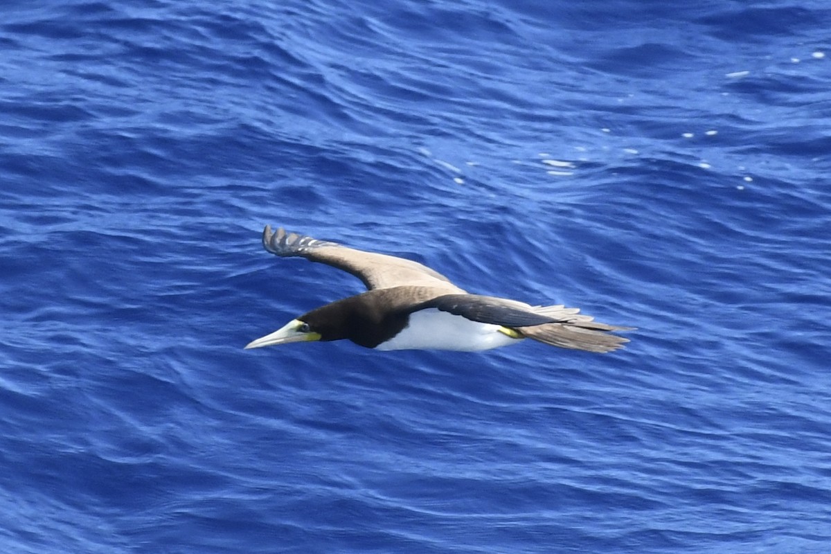 Brown Booby - ML646449954