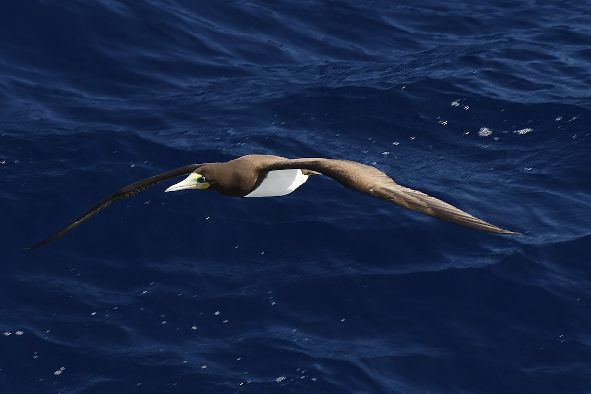 Brown Booby - ML646449955