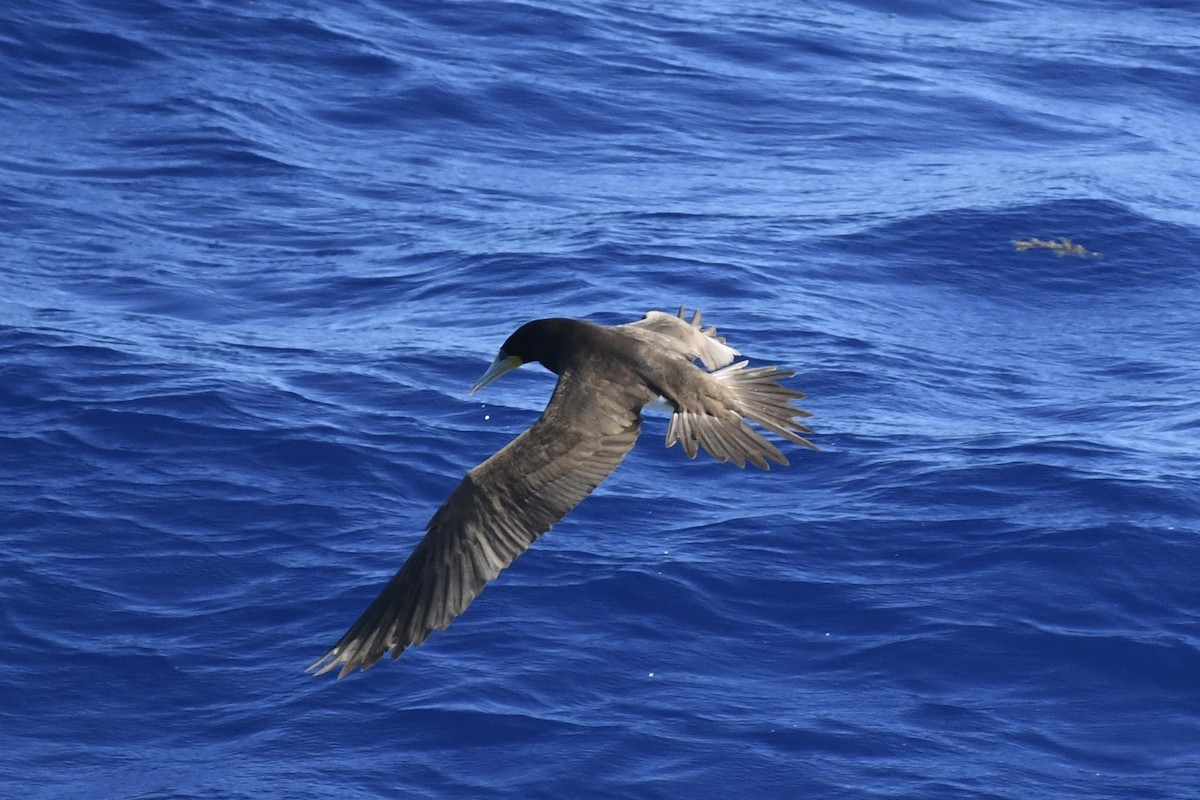 Brown Booby - ML646449956