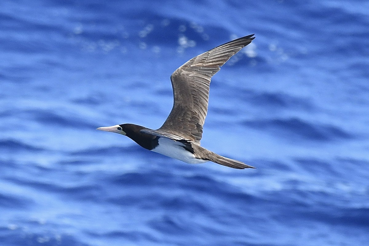 Brown Booby - ML646449958