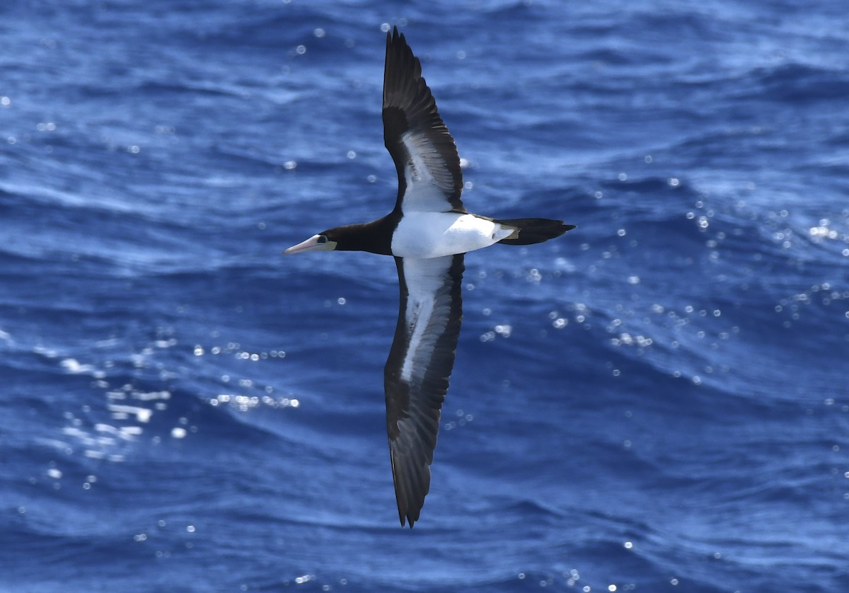 Brown Booby - ML646449959