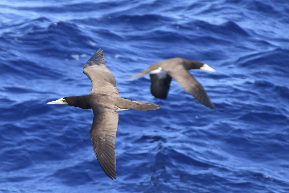 Brown Booby - ML646449960
