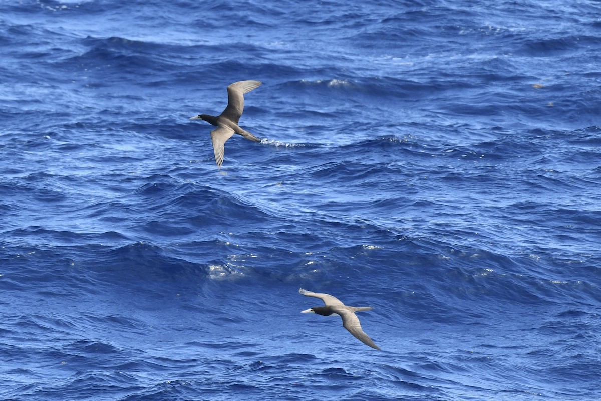 Brown Booby - ML646449961