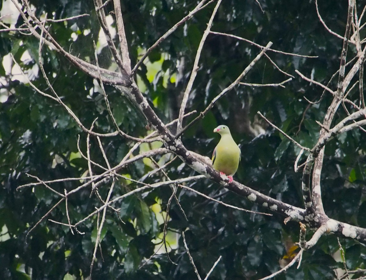 holub indomalajský - ML646449963