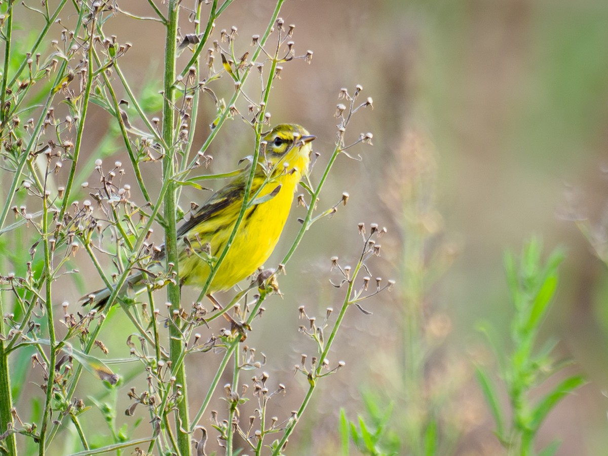 Prairie Warbler - ML646449964