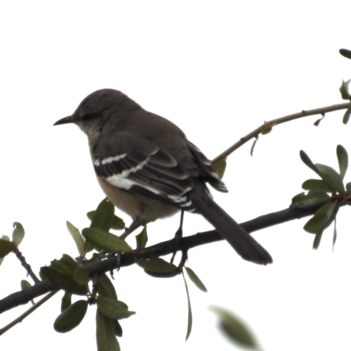 Northern Mockingbird - ML646449965