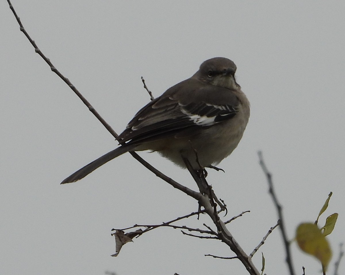 Northern Mockingbird - ML646449966