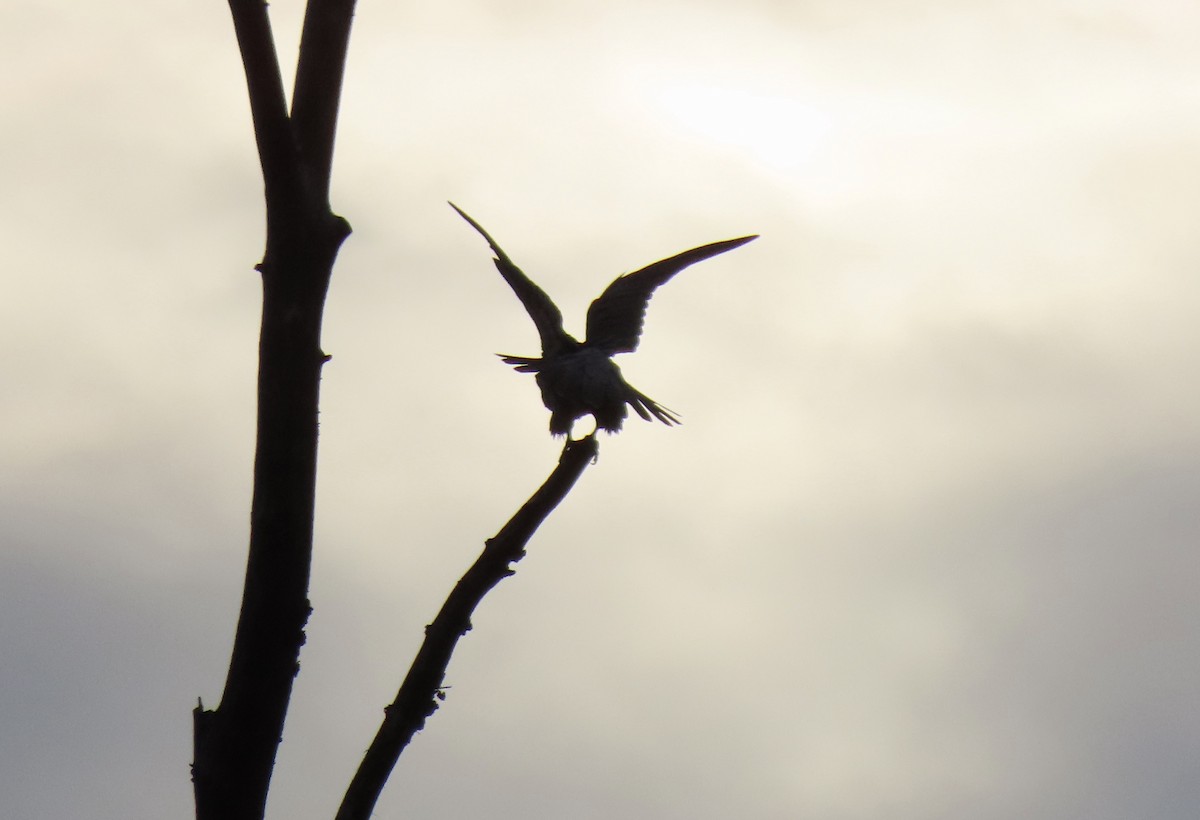 Peregrine Falcon - ML646449967