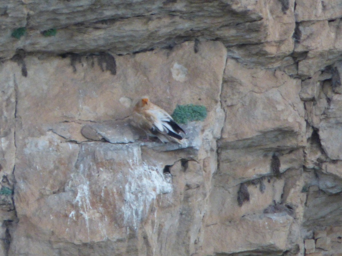 Egyptian Vulture - ML646449968