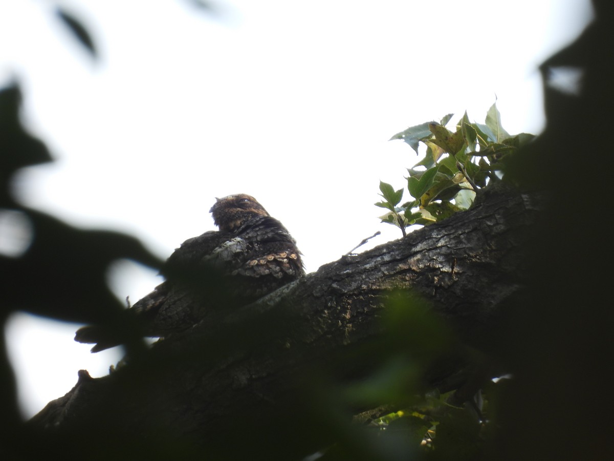 Gray Nightjar - ML646449969