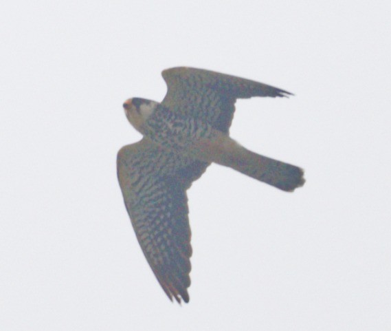 Amur Falcon - ML646449971