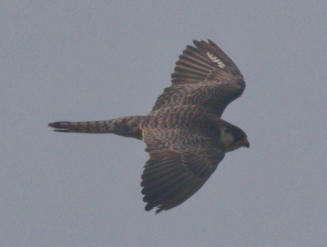 Amur Falcon - ML646449972