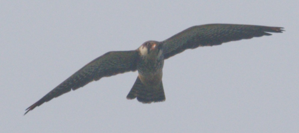 Amur Falcon - ML646449973