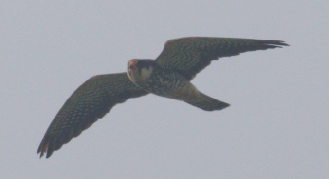 Amur Falcon - ML646449974