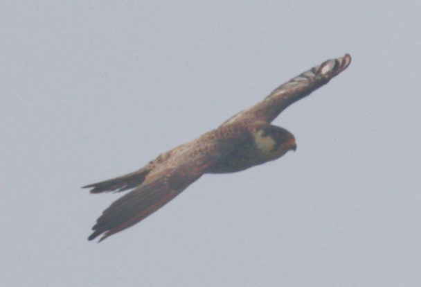 Amur Falcon - ML646449975