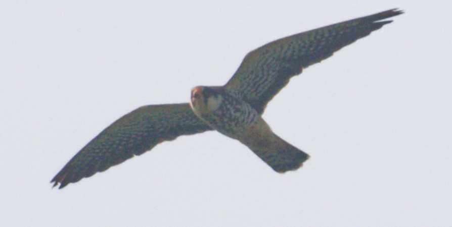 Amur Falcon - ML646449976