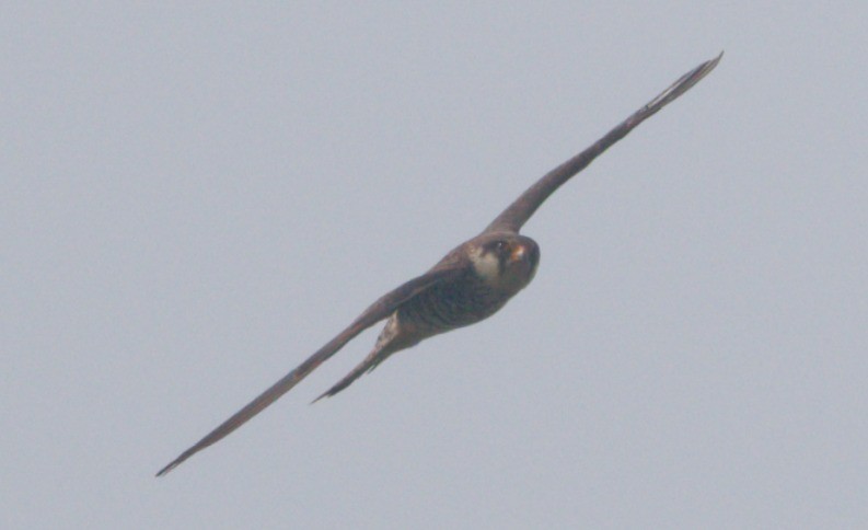 Amur Falcon - ML646449978