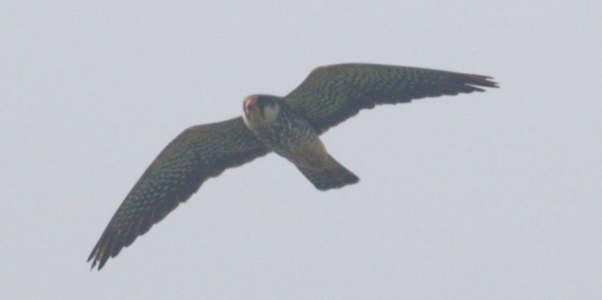 Amur Falcon - ML646449979